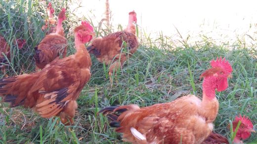 GRIPE AVIÁRIA | Atualização sobre restrições às exportações de carne de aves do Brasil